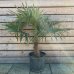Trachycarpus fortunei (Palma konopná)  - kont. C25L, výška kmeňa 40-50 cm, celková výška 130-150 cm (-17°C) 